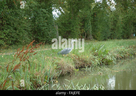 Airone cenerino sul Aylesbury Canal, percorso di traino, Aylesbury, Buckinghamshire Foto Stock