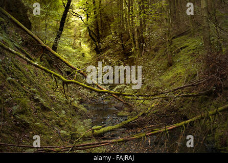Allen banche in Northumberland Foto Stock