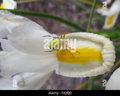 Il cetriolo spider (Araniella cucurbitina) su iride bianco fiore Foto Stock