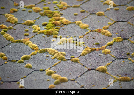 Moss crescente sul tetto di ardesia Foto Stock