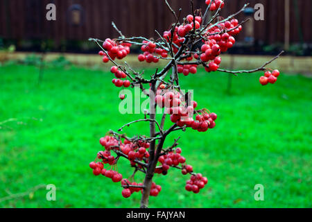 Dwarf crab apple inverno ad albero di natale di bacche rosse bacche mele granchi decorazione decorativi patio pot frutto maturo floreale RM Foto Stock