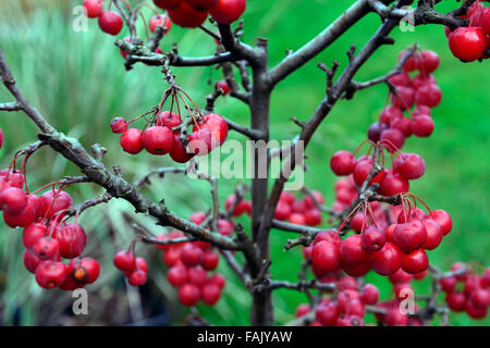 Dwarf crab apple inverno ad albero di natale di bacche rosse bacche mele granchi decorazione decorativi patio pot frutto maturo floreale RM Foto Stock