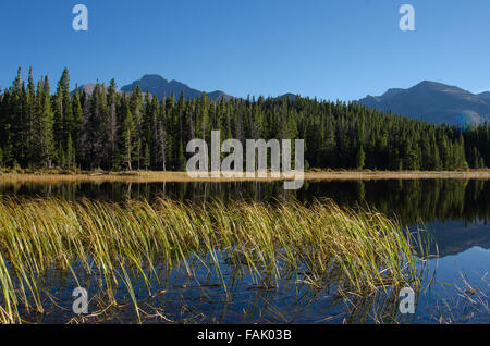 Erbe lungo la riva del lago di felce in Colorado Foto Stock