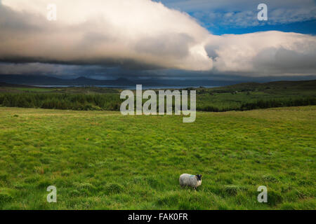 Vista sulla baia di Kenmare da R568 e Scottish Blackface in primo piano, Co. Kerry, Irlanda Foto Stock