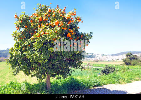 Albero pieno di arance in primavera Foto Stock