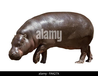 Ippopotamo femmina. Isolato su sfondo bianco Foto Stock