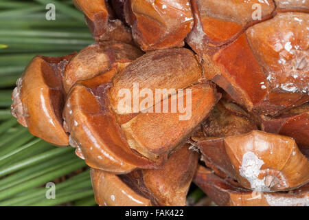 Pino domestico, pino domestico, pinoli, semi, Pine-dado, Pinienkern, Pinienkerne, Pinie, Schirmkiefer, Pinienzapfen, Pinus pinea Foto Stock