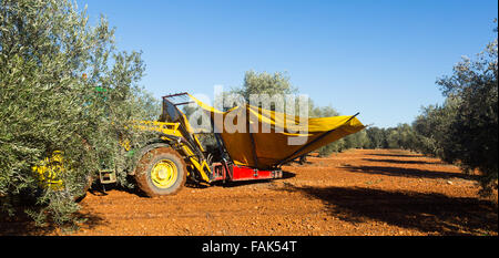 La raccolta meccanizzata delle olive in impianti agricoli. Andalusia Foto Stock