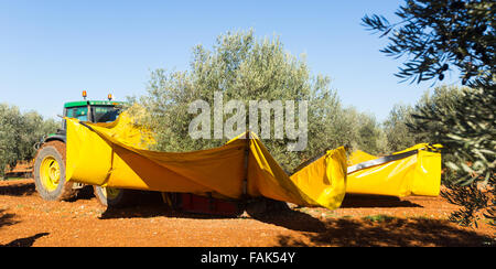 La raccolta meccanizzata delle olive a pianta agricola Foto Stock