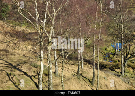 Argento di betulle in bright sole primaverile vicino Dovestone serbatoio, Greater Manchester. Foto Stock