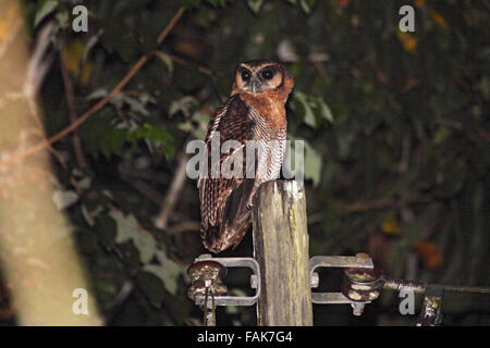 Legno marrone gufo appollaiato sulla potenza post a Sabah Borneo Foto Stock