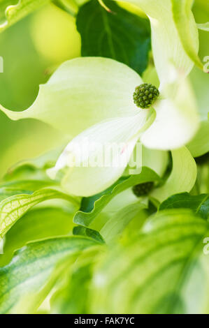 CORNUS KOUSA AUTUNNO ROSE Foto Stock