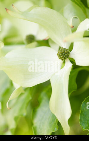 CORNUS KOUSA AUTUNNO ROSE Foto Stock