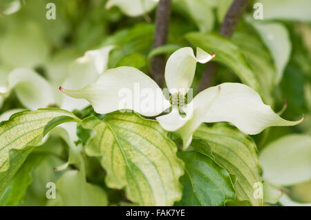 CORNUS KOUSA AUTUNNO ROSE Foto Stock