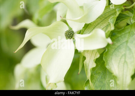 CORNUS KOUSA AUTUNNO ROSE Foto Stock