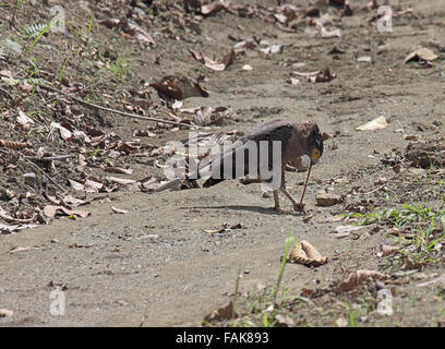 Crested Eagle serpente nella foresta pluviale nel Borneo Sabah Foto Stock