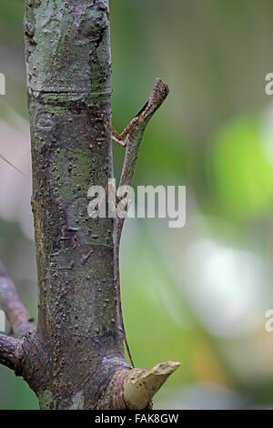 Nero barbuto Flying Lizard aggrappandosi ad albero a Sabah Borneo Foto Stock