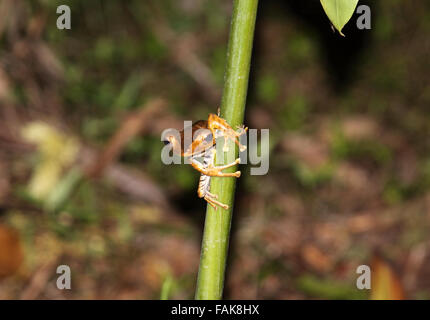 File eared raganella sul gambo di foglia a Sabah Borneo Foto Stock
