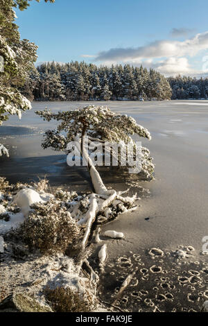 Inverno sul Loch Garten nel parco nazionale di Cairngorms della Scozia. Foto Stock