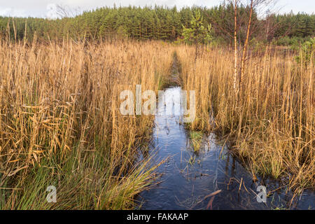 Marsh & ance a Uath Lochan in Glen Feshie , Scozia. Foto Stock