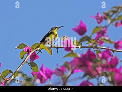 Backup di oliva o giallo sono addossati sunbird appollaiato sulla cima di Bougainvillea in Sabah Borneo Foto Stock