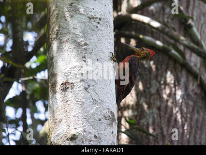 Arancione picchio sostenuta nella giungla a Sabah Borneo Foto Stock