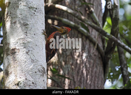 Arancione picchio sostenuta nella giungla a Sabah Borneo Foto Stock