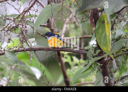 Arancione flowerpecker panciuto uccello maschio in Sabag Borneo Foto Stock