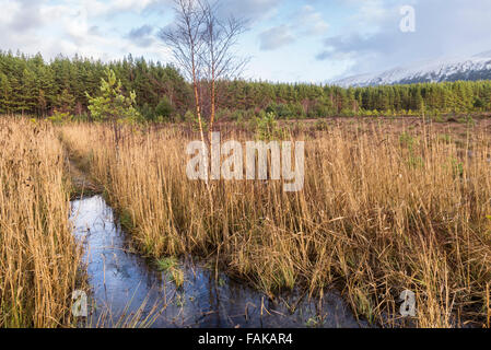 Marsh & ance a Uath Lochan in Glen Feshie , Scozia. Foto Stock