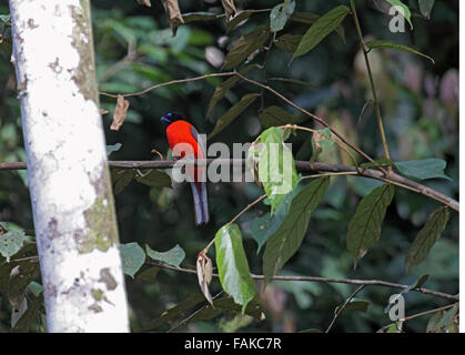 Scarlet rumped trogon maschio nella giungla a Sabah Borneo Foto Stock