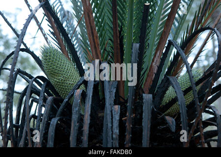 Un .cycad Palm crescendo in Carnavon Gorge, Australia. Foto Stock