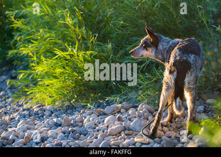 Blue Heeler pup su un bordo di fiumi in estate Foto Stock