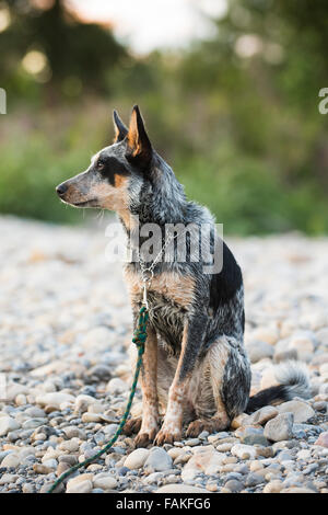 Blue Heeler pup su un bordo di fiumi in estate Foto Stock