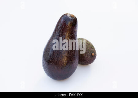 Persea americana. Avocado gigante accanto a una minore Hass avocado. Foto Stock