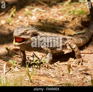 Australian barbuto dragon lucertola Pogona barbata, nel selvaggio mangiando frutta caduta del brasiliano ciliegio nel giardino di casa Foto Stock