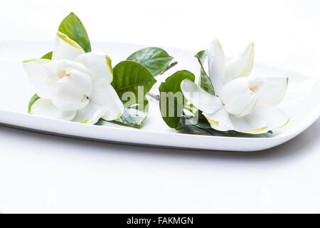 Gardenia fiori (gardenia jasminoides) in una piastra su sfondo bianco Foto Stock