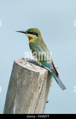 I capretti blu-tailed Gruccione (Merops philippinus) è un vicino passerine uccello del Gruccione famiglia Meropidae. Essa le razze in sou Foto Stock