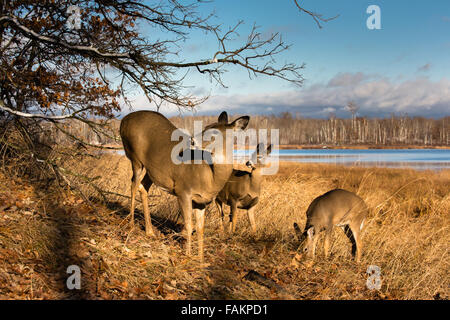 White-tailed deer Foto Stock