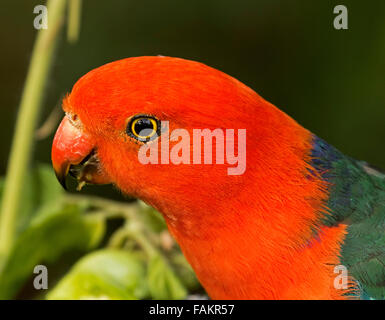 Close-up verticale del viso e occhi luminosi di spettacolare rosso vivace e verde re maschio pappagallo Alisterus scapularis in giardino australiano Foto Stock