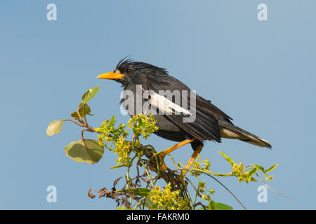 Il grande myna (Acridotheres grandis) è una specie di starling nella famiglia Sturnidae. Foto Stock