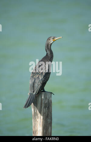 Il cormorano indiano o il marangone dal ciuffo indiano (Phalacrocorax fuscicollis) è un membro della famiglia di cormorani. Foto Stock