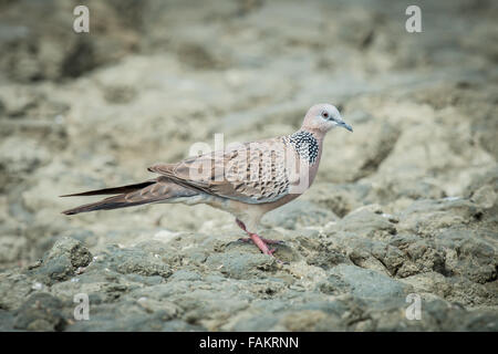 La colomba punteggiata (Spilopelia chinensis) è una piccola e un po' lunga-tailed pigeon Foto Stock