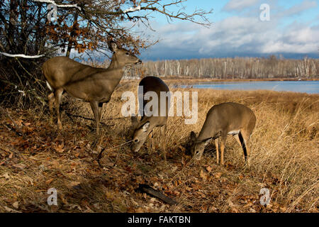 White-tailed deer Foto Stock