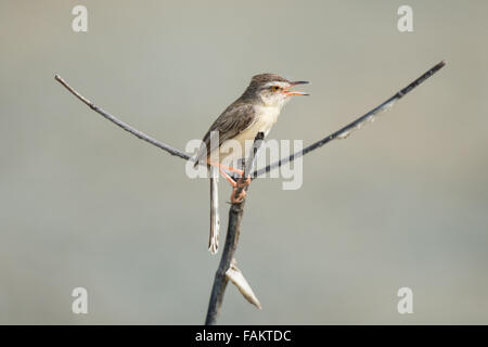 La pianura prinia, o la piana, o bianco-browed wren-trillo (Prinia inornata) Foto Stock