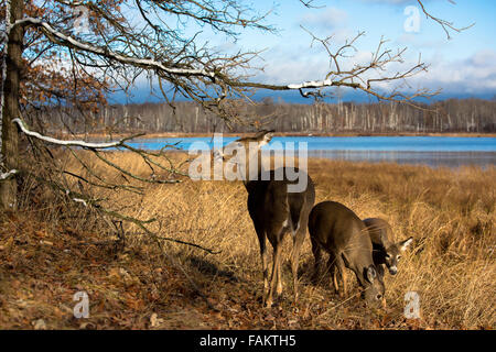 White-tailed deer Foto Stock