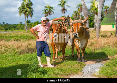 L'agricoltore cubana, con buoi, manzi, Vinales Valley, Pinar del Rio Cuba Foto Stock