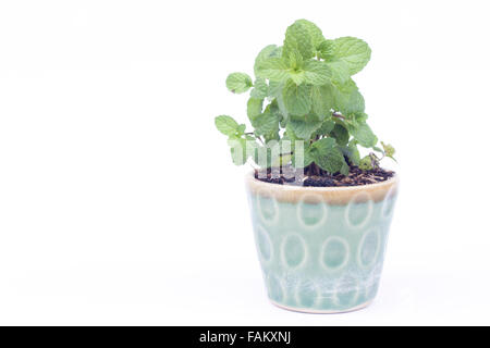 Piante verdi in vaso isolato su sfondo bianco, stock photo Foto Stock