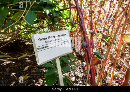 Gainesville Florida, Giardini Botanici di Kanapaha, piante, alberi, natura, arbusto giallo jessamine, cestrum aurantiacum, segno, visitatori viaggio tour Foto Stock