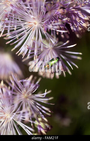 Anthaxia nitidula, gioiello beetle su Thalictrum aquilegiifolium Foto Stock