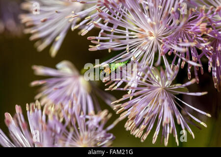 Anthaxia nitidula, gioiello beetle su Thalictrum aquilegiifolium Foto Stock